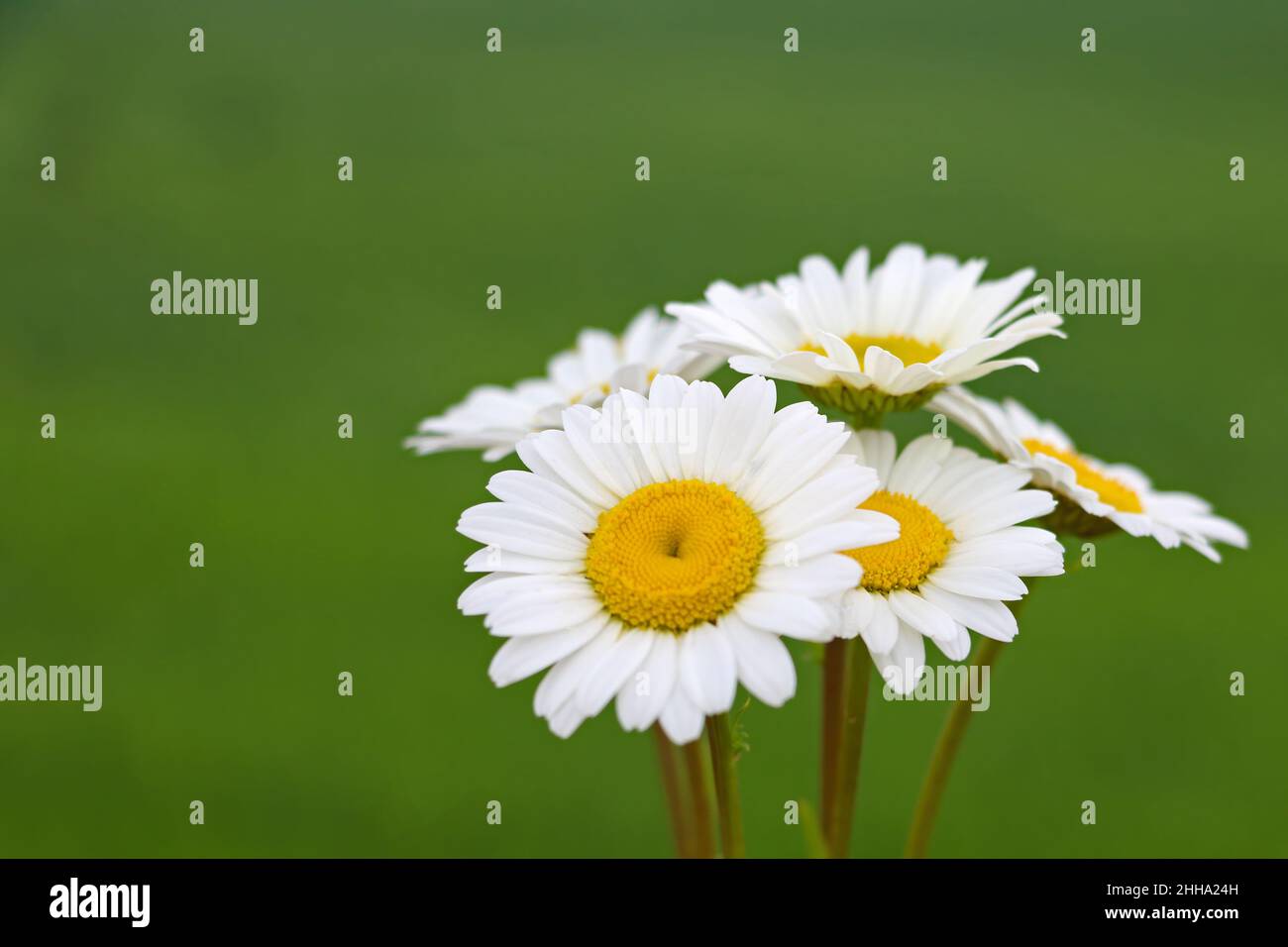 Beautiful white daisies on a green background in spring Stock Photo