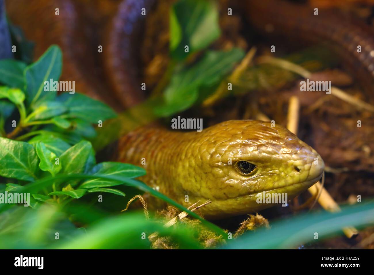 A bright yellow snake hides among the greenery. Out of focus Stock Photo