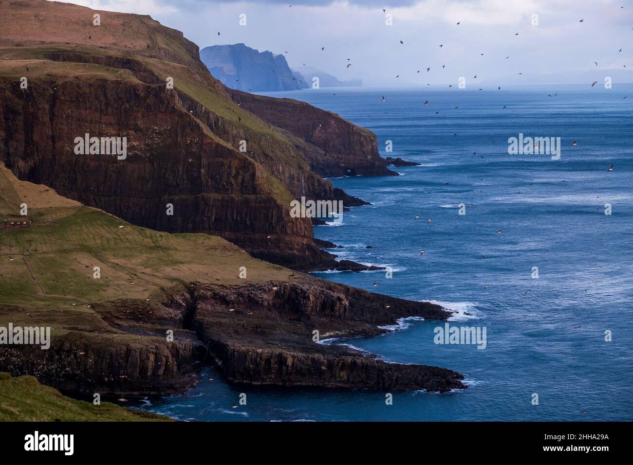Hundreds of puffins swarm the skies over the seas, cliffs and moss green hilltops. Stock Photo