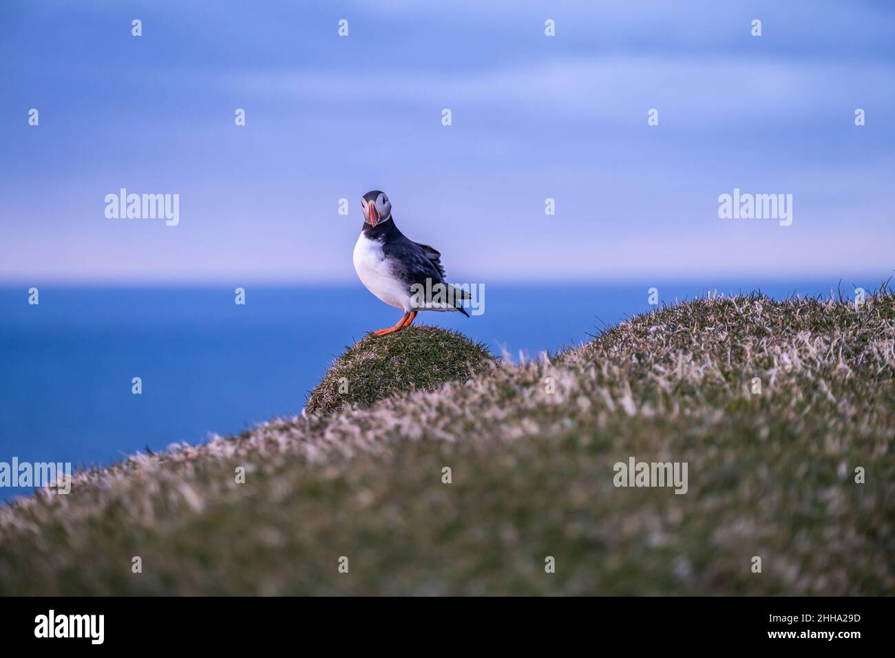 A portrait of a puffing looking straight at the camera, in Faroe Islands. Stock Photo