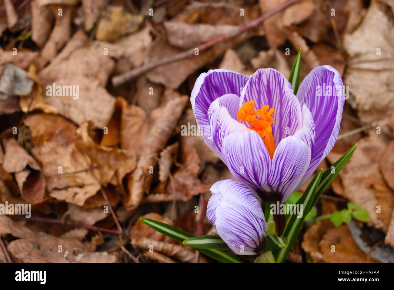 View of blooming crocus flowers in spring Stock Photo