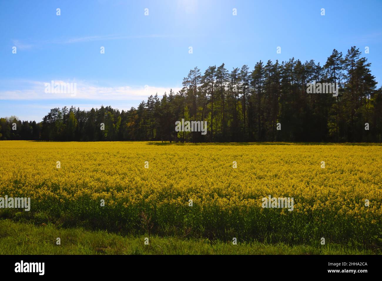 Yellow rapeseed field on a background of green forest and blue sky. Out of focus Stock Photo