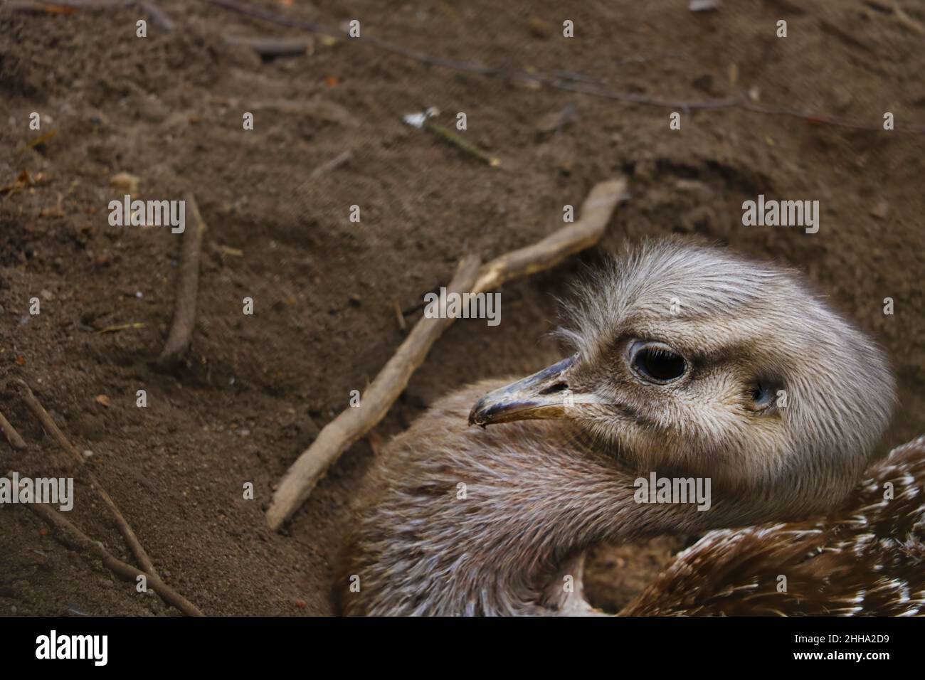 Close-up on the head of an ostrich sitting in the sand Stock Photo