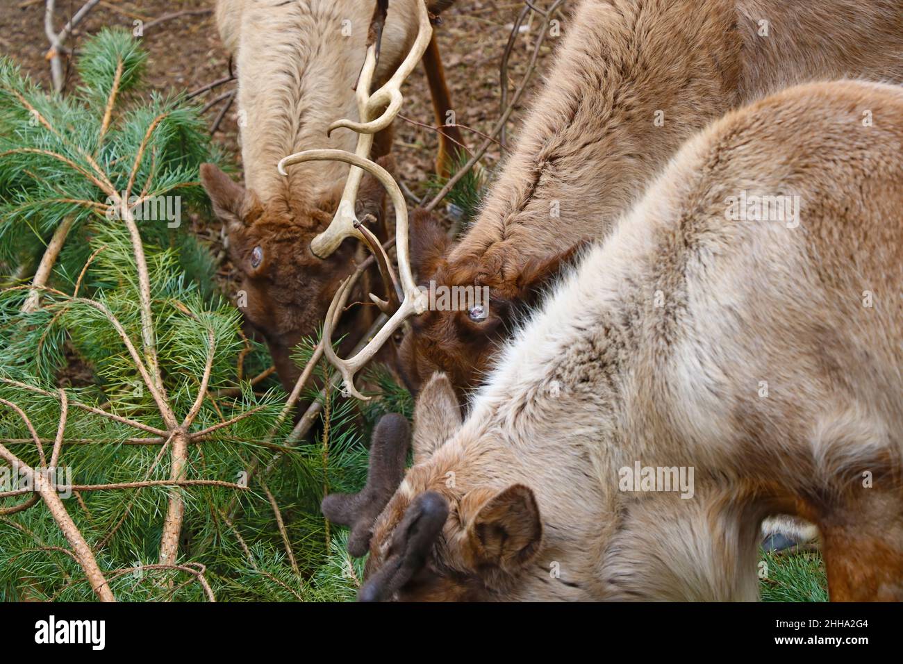 Deer eat green fragrant pine branches of pine in the forest Stock Photo