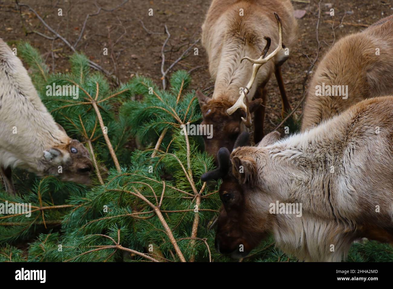 Deer eat green fragrant pine branches of pine in the forest. Out of focus Stock Photo