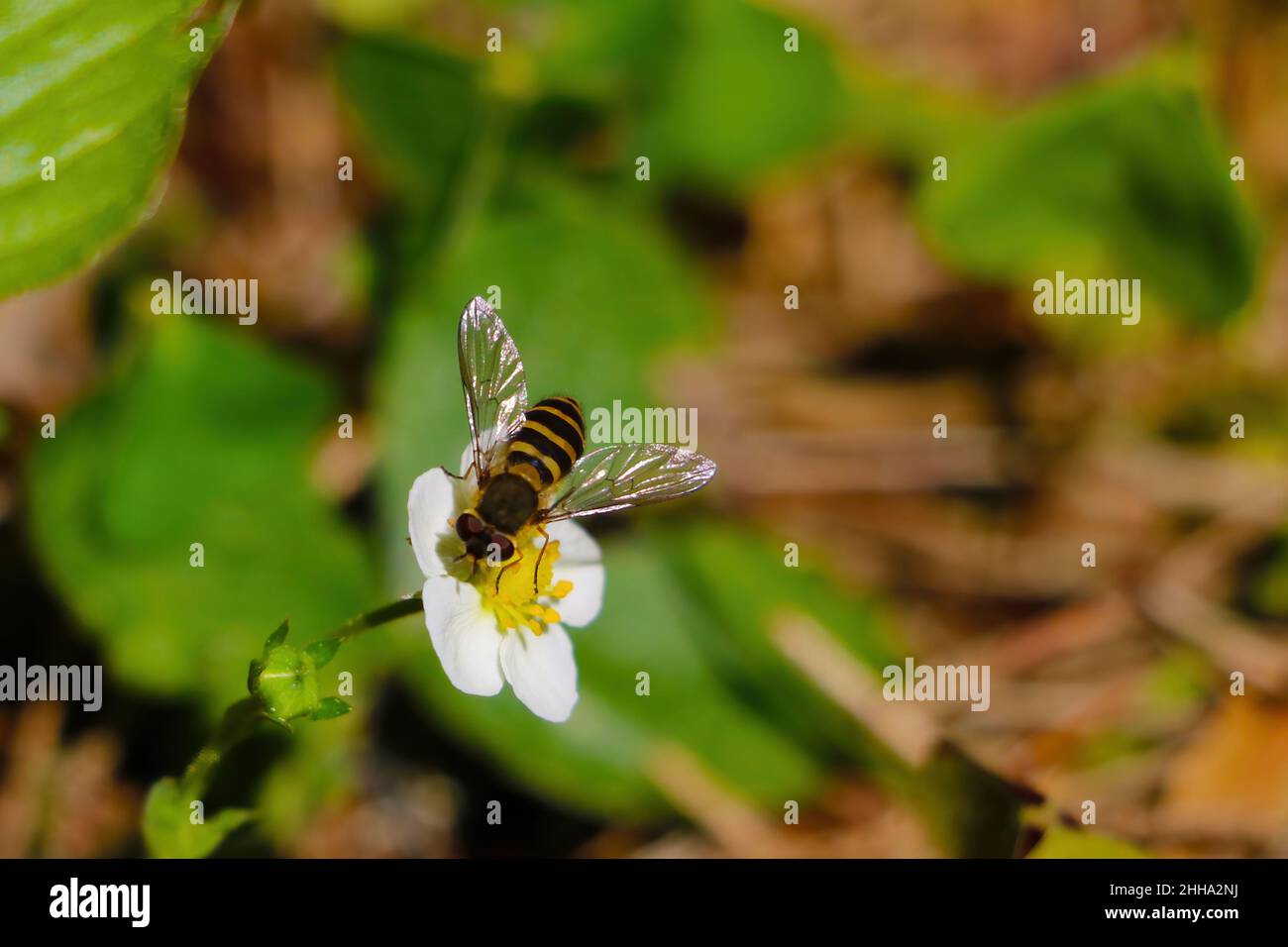 A bee sits on a blooming flower. Out of focus Stock Photo
