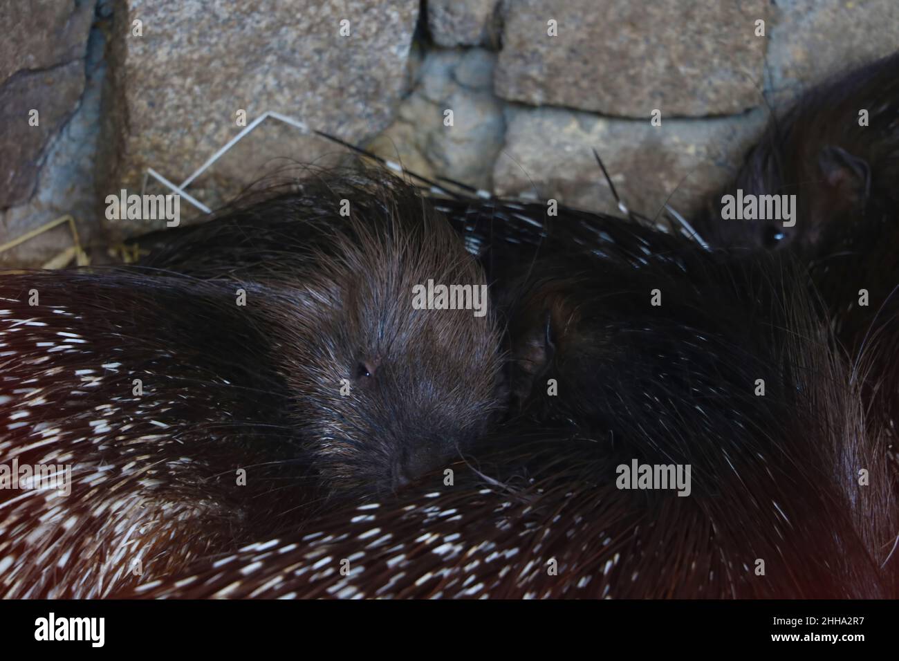 Porcupines sleep on top of each other Stock Photo