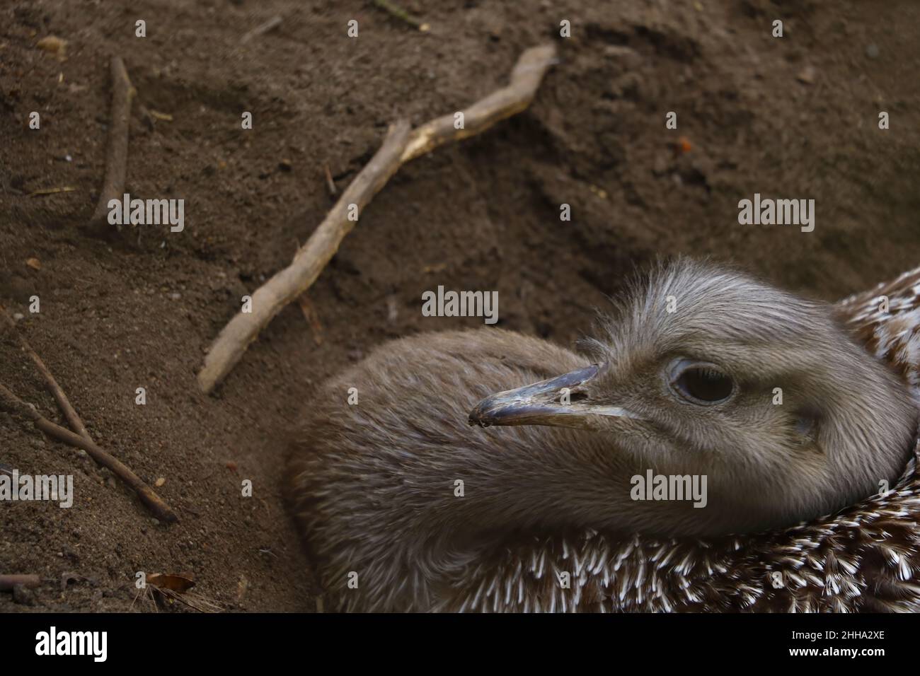 Out of focus. The ostrich sits in the sand on eggs. Stock Photo