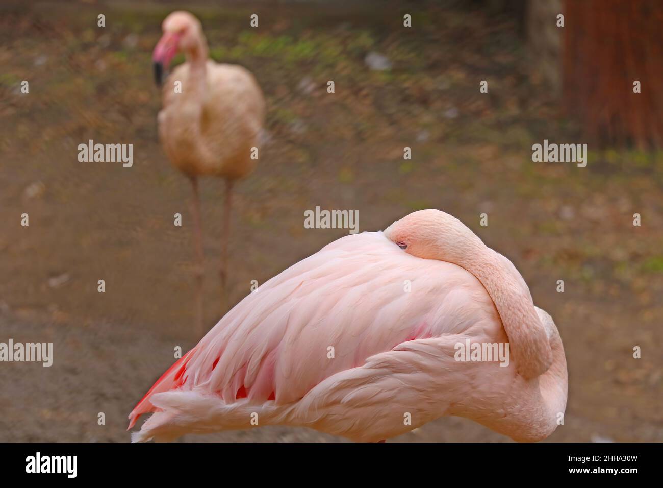 A pink flamingo stands on one leg with its head buried in feathers Stock Photo