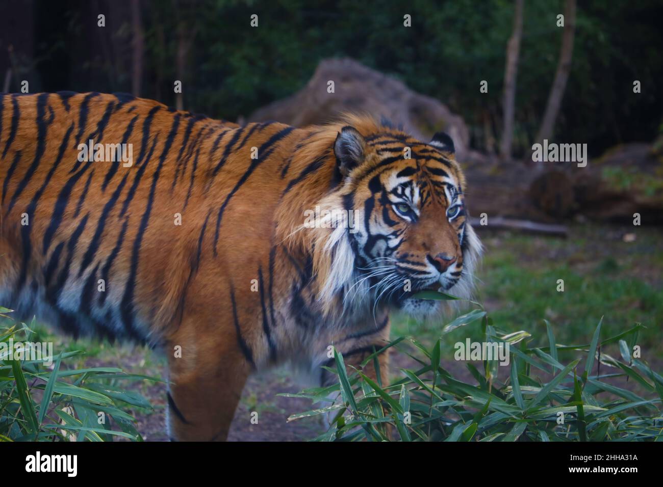Out of focus. Selective focus. Tiger in the wild, greenery. Stock Photo