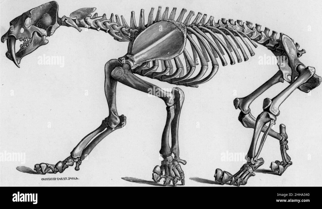 Smilodon populator skeletal. Stock Photo