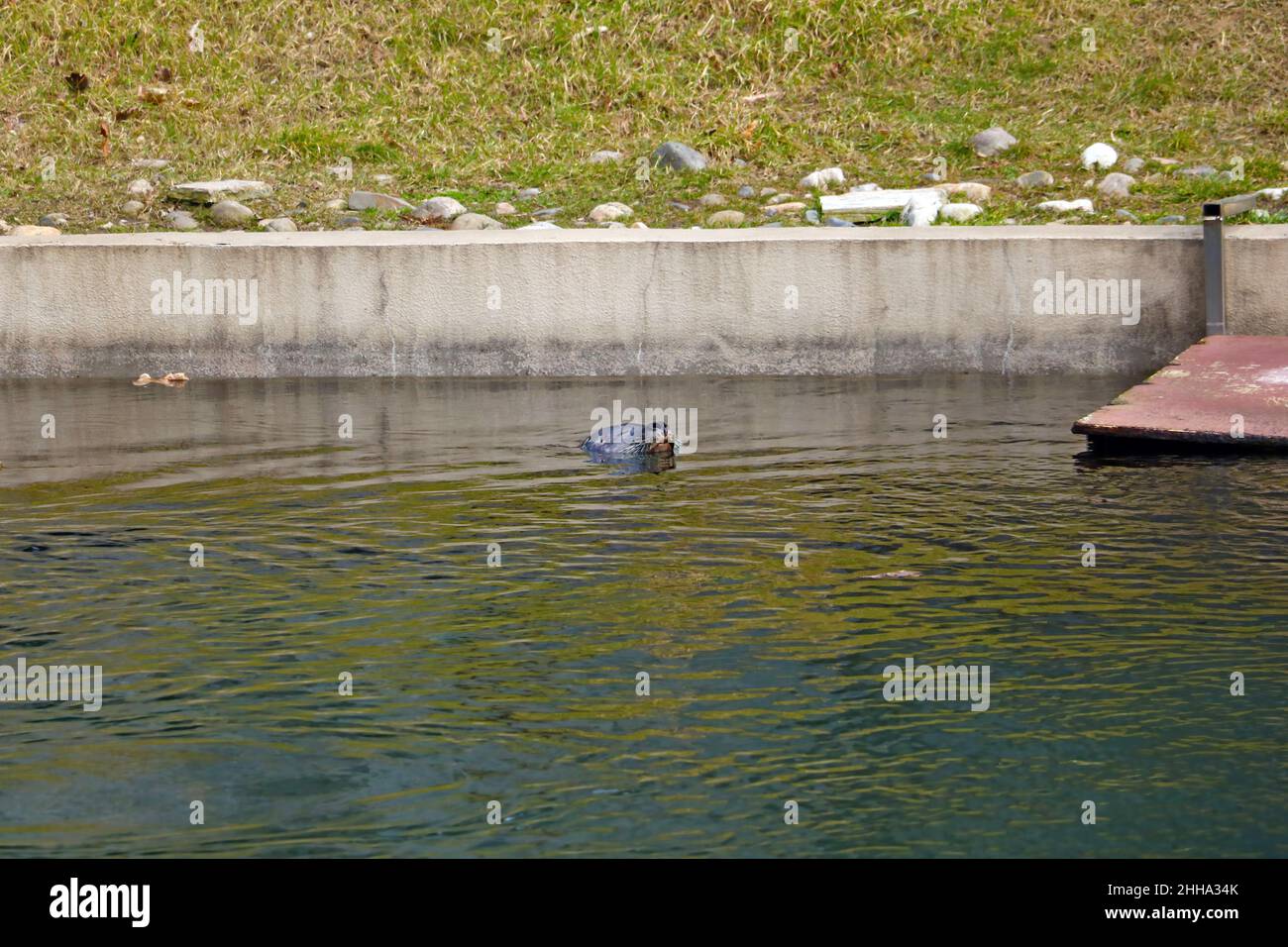 The head of a fur seal sticks out of the water Stock Photo