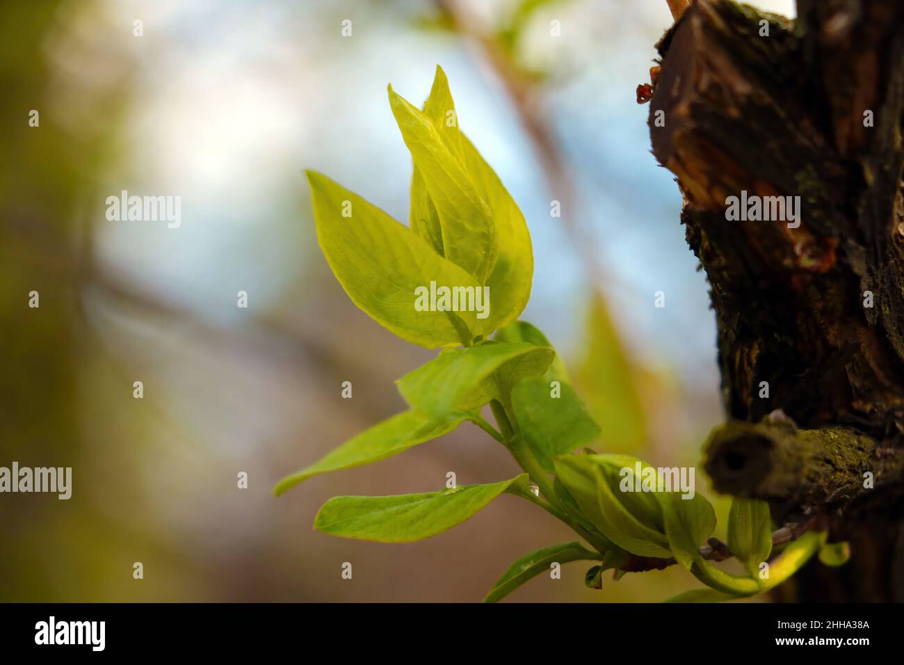A young green branch grows from a tree trunk in spring Stock Photo