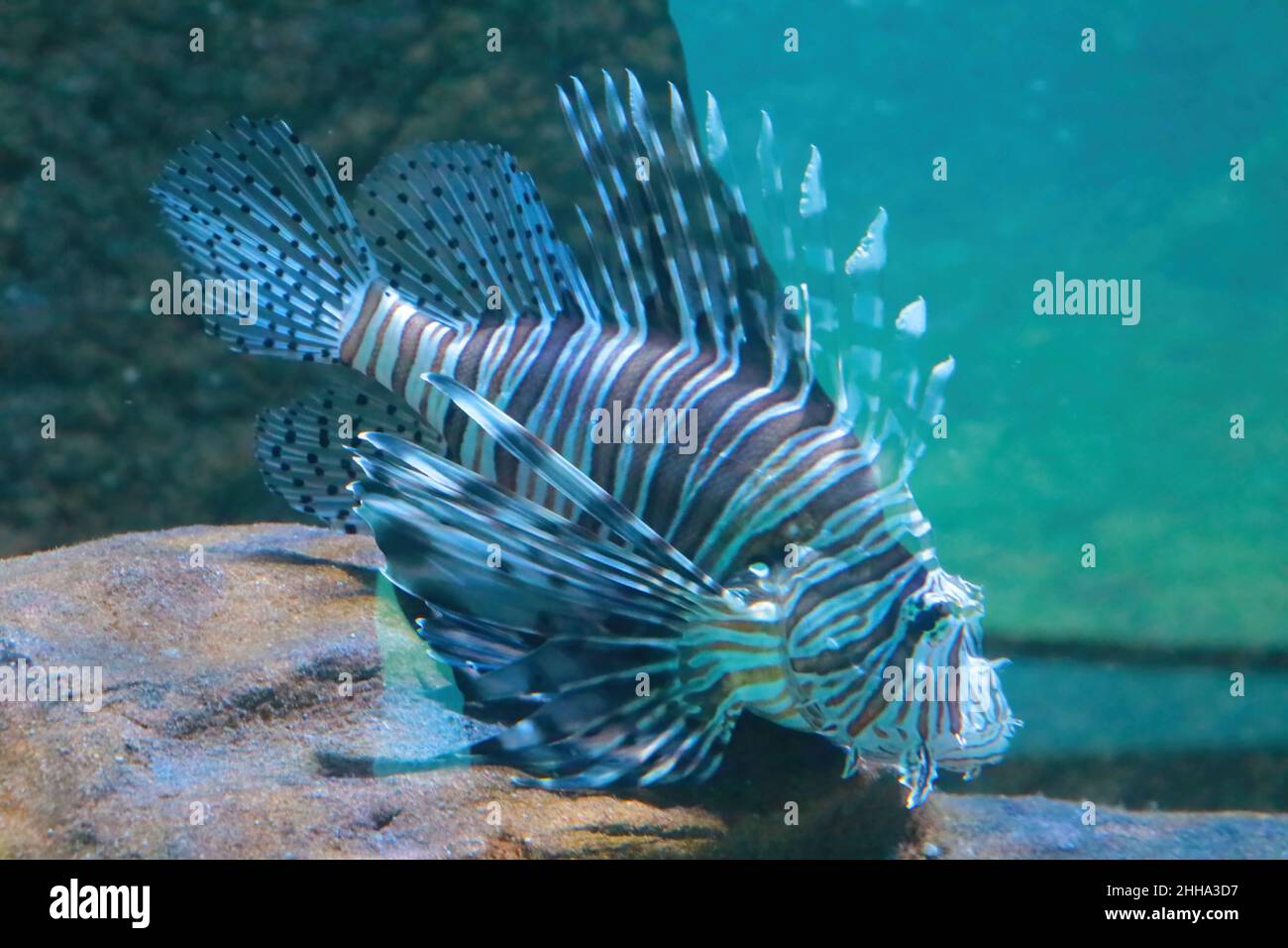 Beautiful lionfish swims in blue water, fish. Out of focus Stock Photo