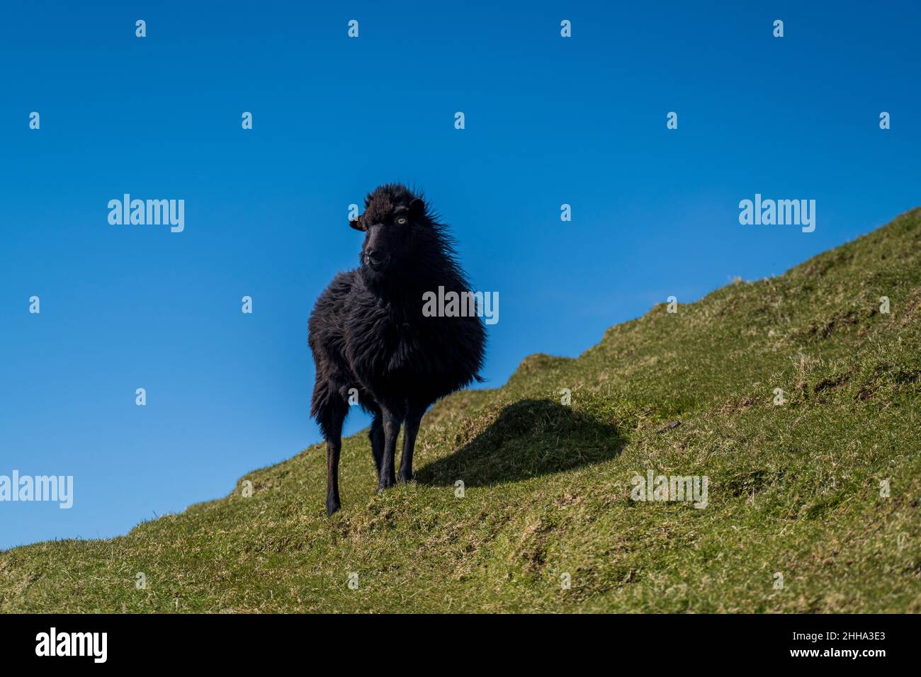 Poised black sheep looks regally from the cliffside, against a backdrop of bright blue skies. Stock Photo