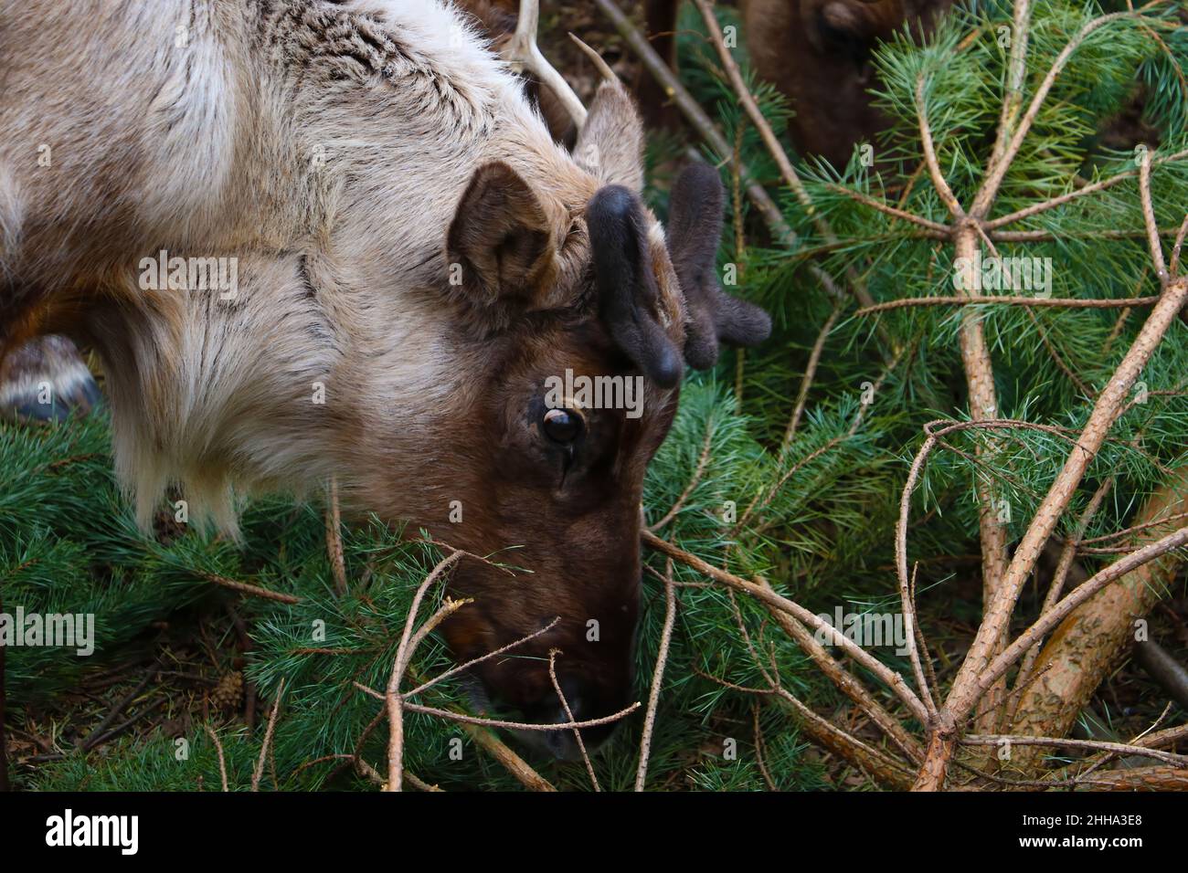 Deer eats a green pine branch in the forest Stock Photo