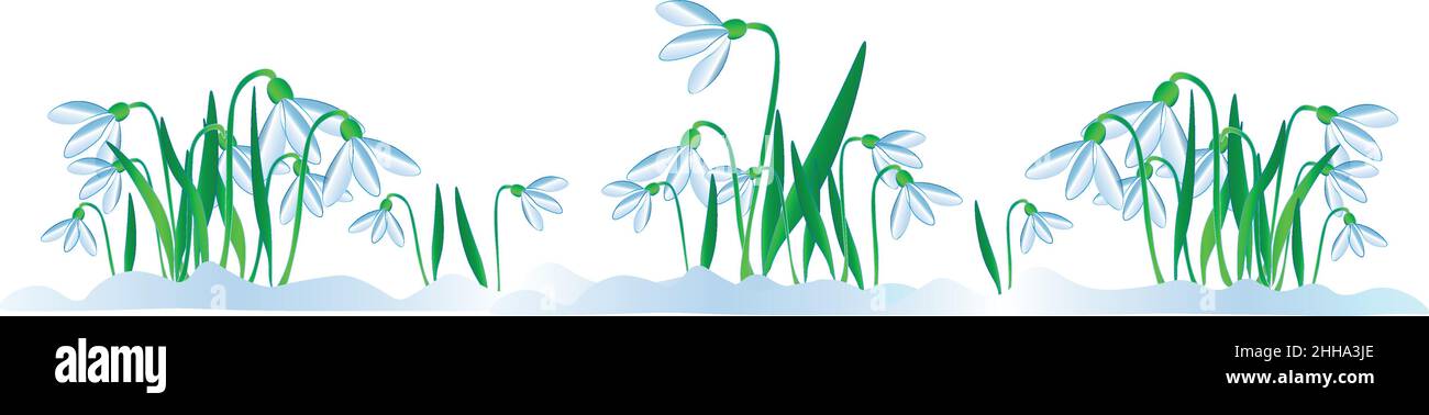Vector illustration of Spring for any postcard, blooming snowdrops for any design. Snowdrops have blossomed, spring has come. Happy National Women's D Stock Vector
