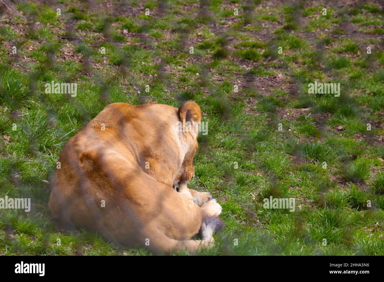 A young lioness lies on the ground and licks her paw Stock Photo