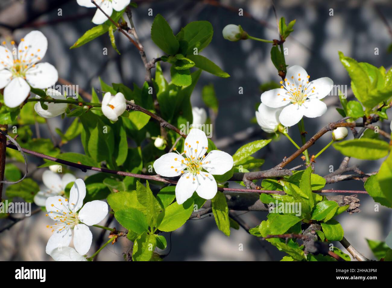 A branch of apple or cherry blossoms in the spring in the garden Stock Photo