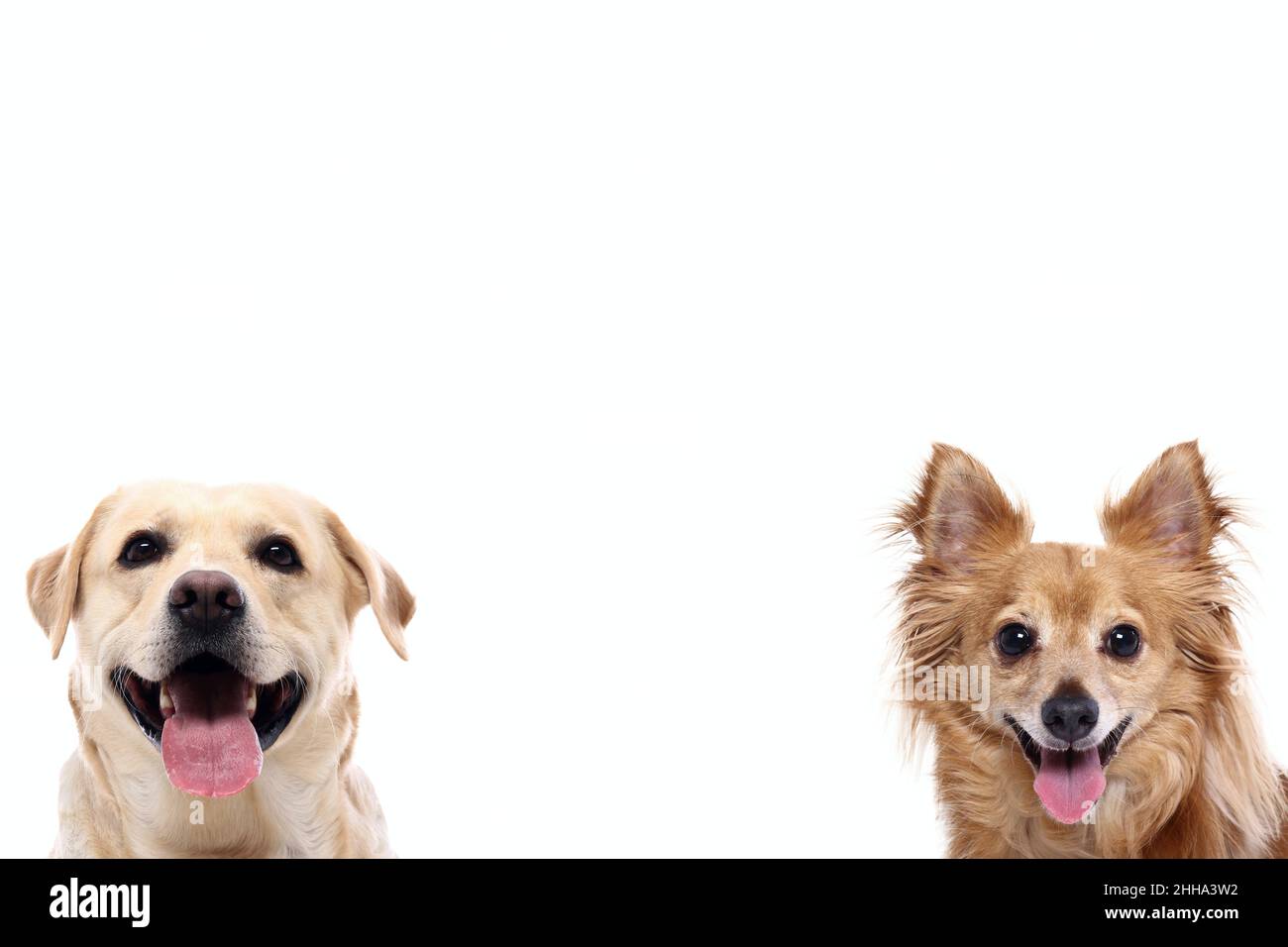 Group of beautiful dogs in front of a white background Stock Photo - Alamy