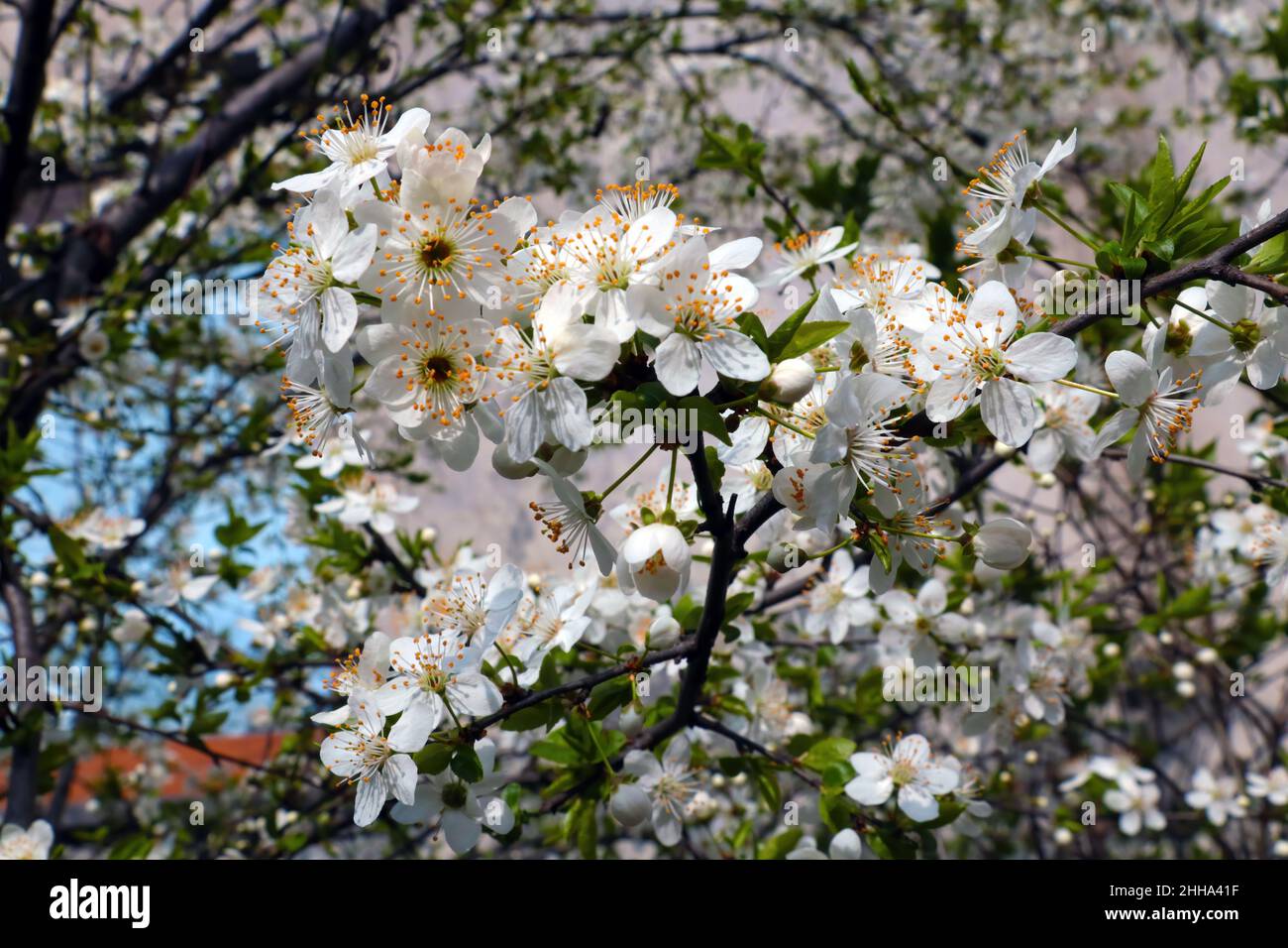 Blooming branches of cherry blossoms in the garden in spring Stock Photo