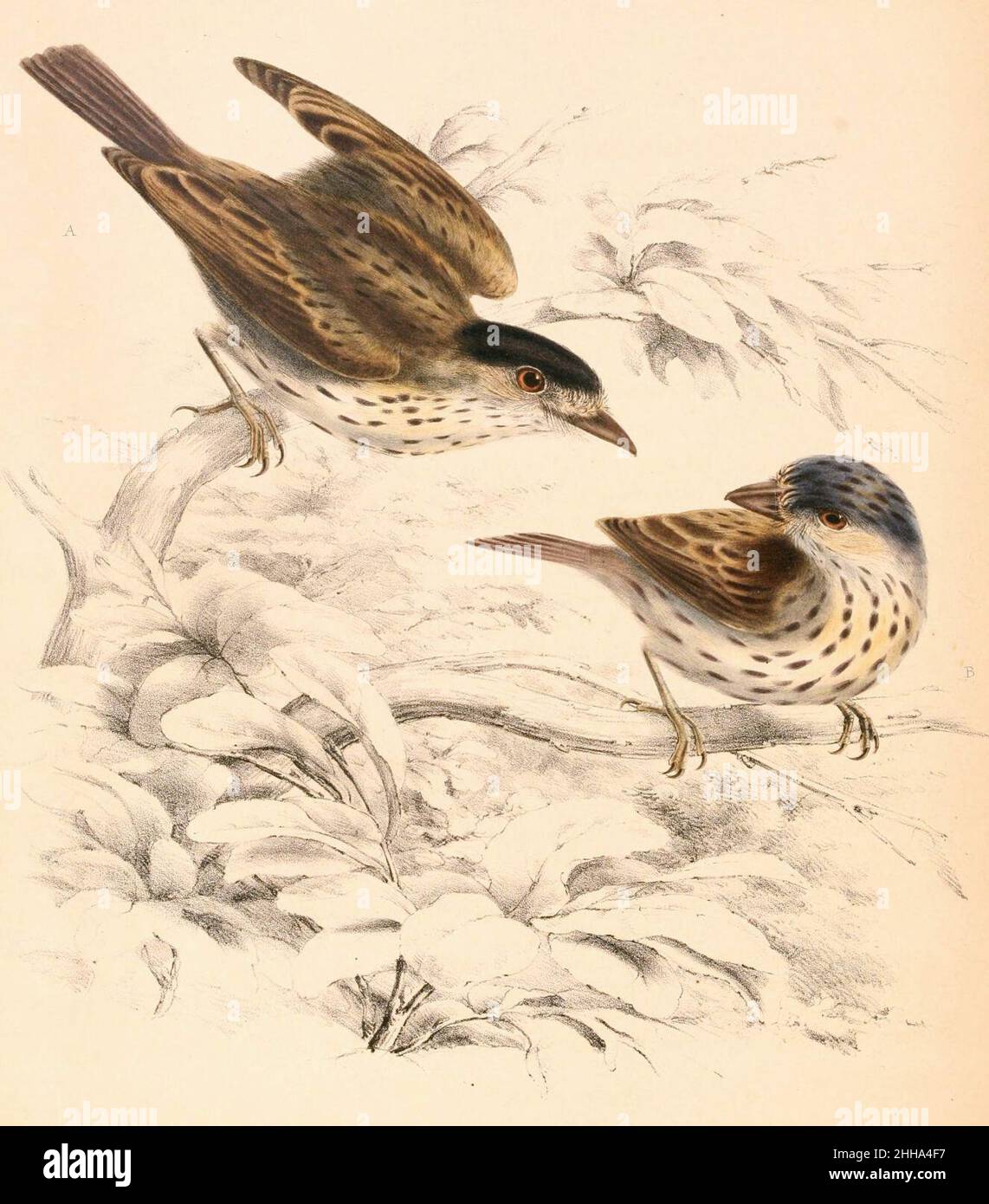 Smithornis capensis capensis 1838. Stock Photo