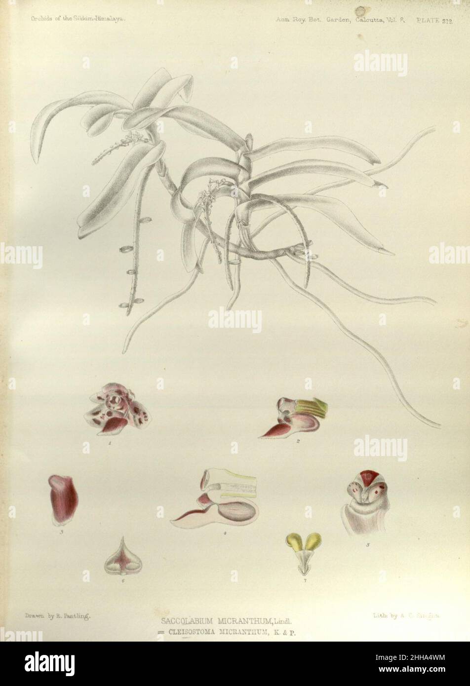 Smitinandia micrantha (as Cleisostoma micranthum) - The Orchids of the Sikkim-Himalaya pl 312 (1898). Stock Photo