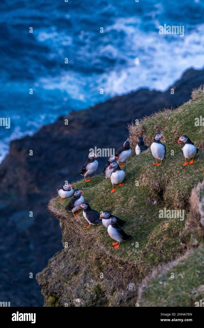 Puffins during mating season on the edge of a cliff in Myjnes in Faroe Islands. Stock Photo