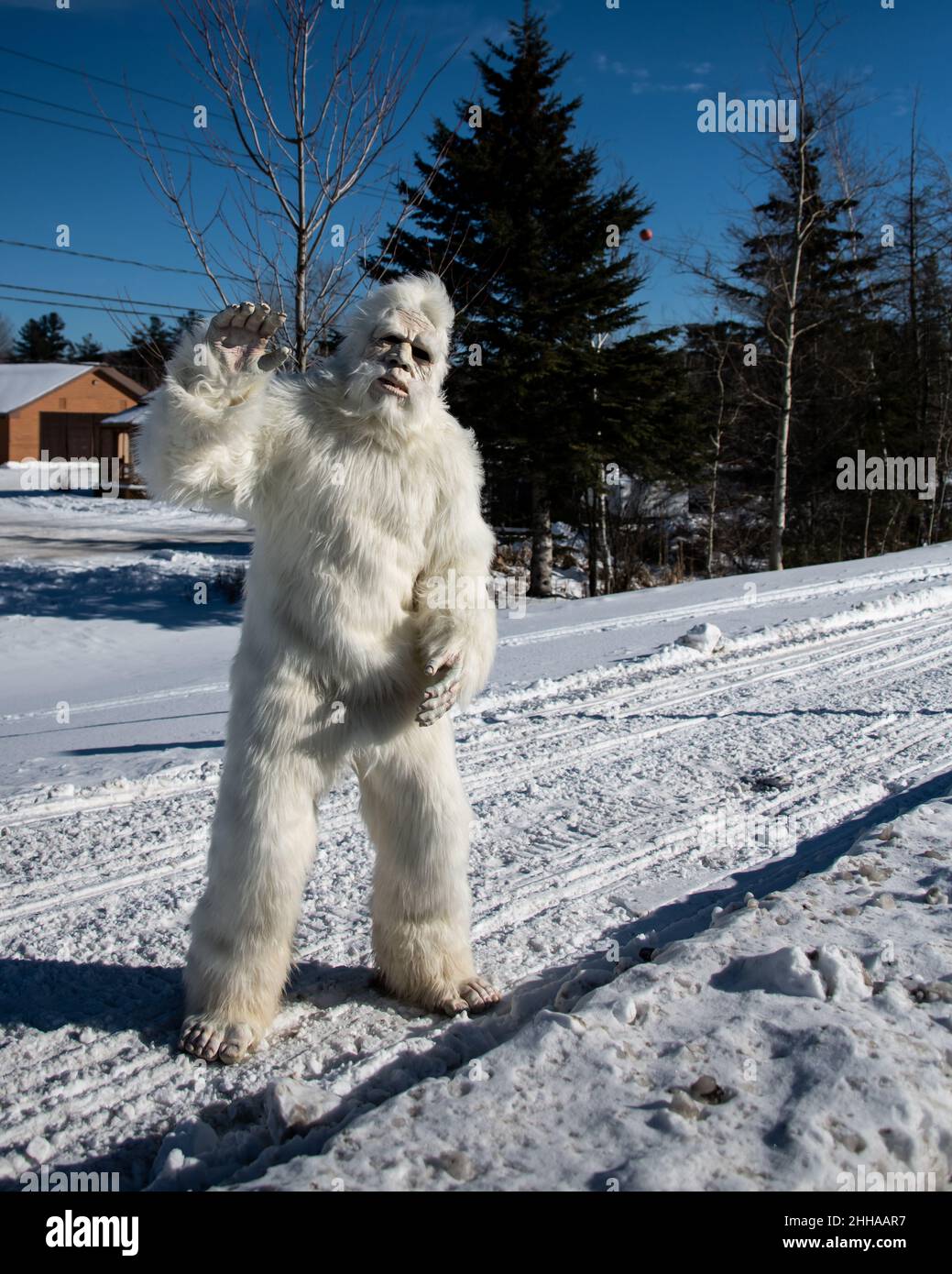 A person dressed in a Yeti or Abominable Snowman suit standing the snow on a snowmobile trail in Speculator, NY in the Adirondack Mountains Stock Photo