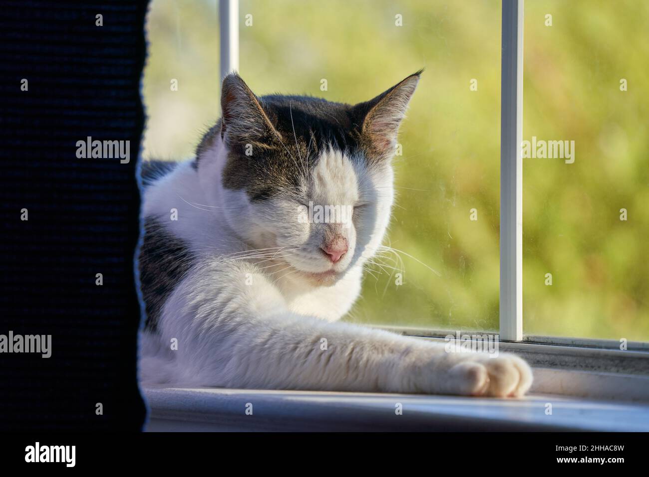 Cat - adult, male, white and grey - sleeps on window sill. Stock Photo