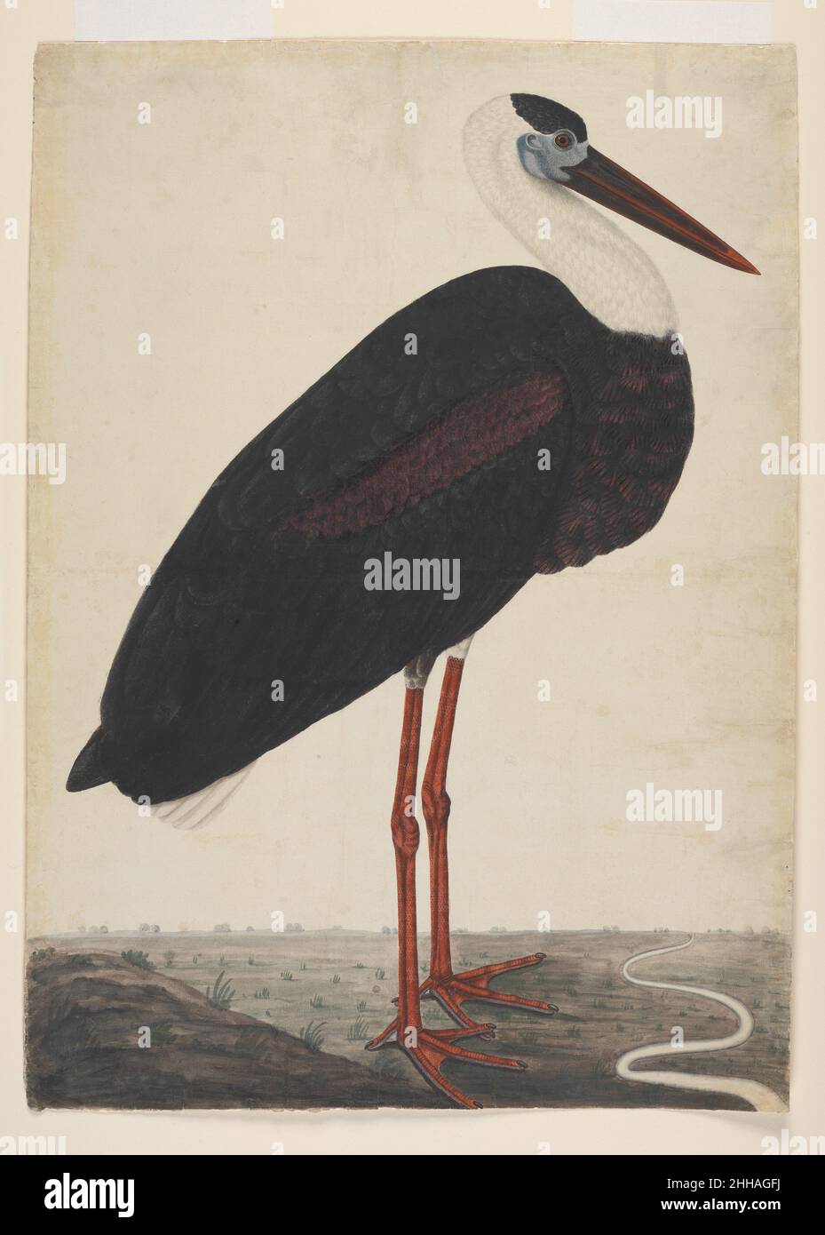Black Stork in a Landscape ca. 1780 The distinctive white neck feathers, purple-streaked wings, and red-tinged beak of this bird identify it as a Woolly-Necked Stork (Ciconia episcopus). The meandering watercourse on the right could be a reference to the riverine areas where such birds are typically found, but the particular fashion in which the landscape is depicted seems to be a distinguishing characteristic of the larger set of bird paintings to which this work belonged. This set may have once comprised over 600 paintings, the patronage of which has been attributed to Claude Martin, who ser Stock Photo
