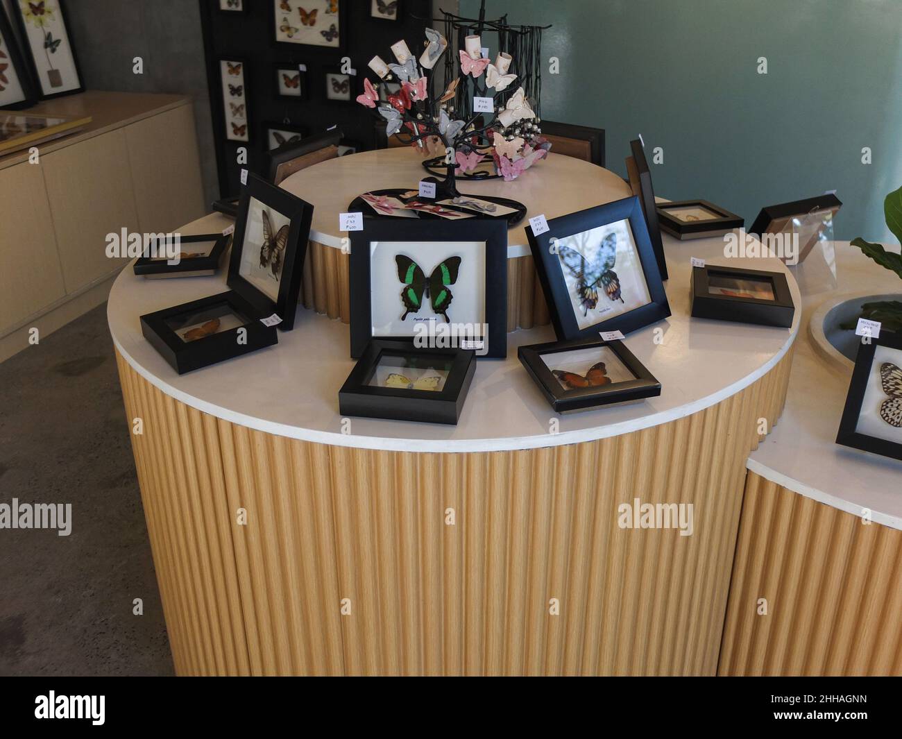 Manila, Philippines. 22nd Jan, 2022. A framed butterfly species are