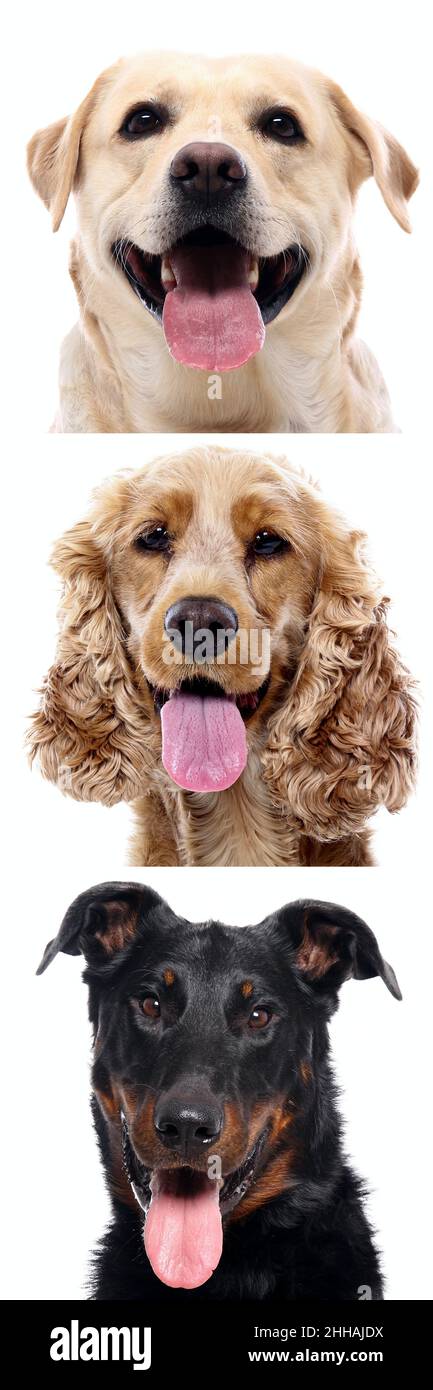 Group of beautiful dogs in front of a white background Stock Photo - Alamy