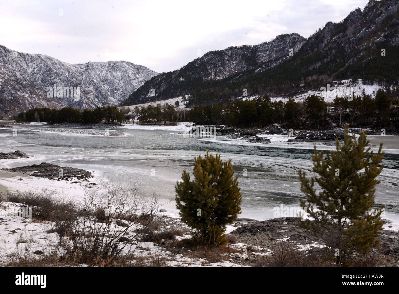 A look at the ice-bound river through low young pines surrounded by high mountains. Altai, Siberia, Russia. Stock Photo