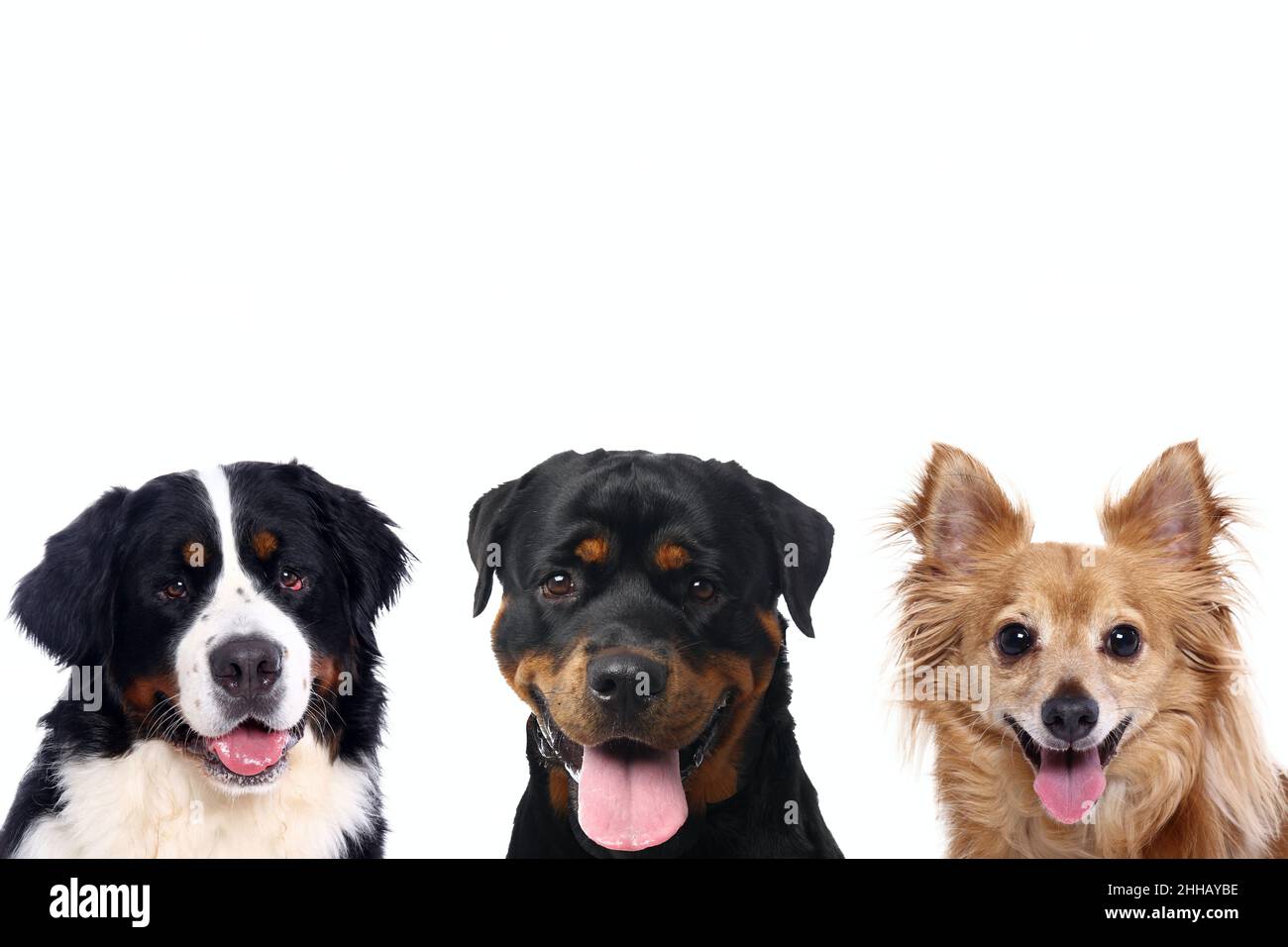 Group of beautiful dogs in front of a white background Stock Photo - Alamy