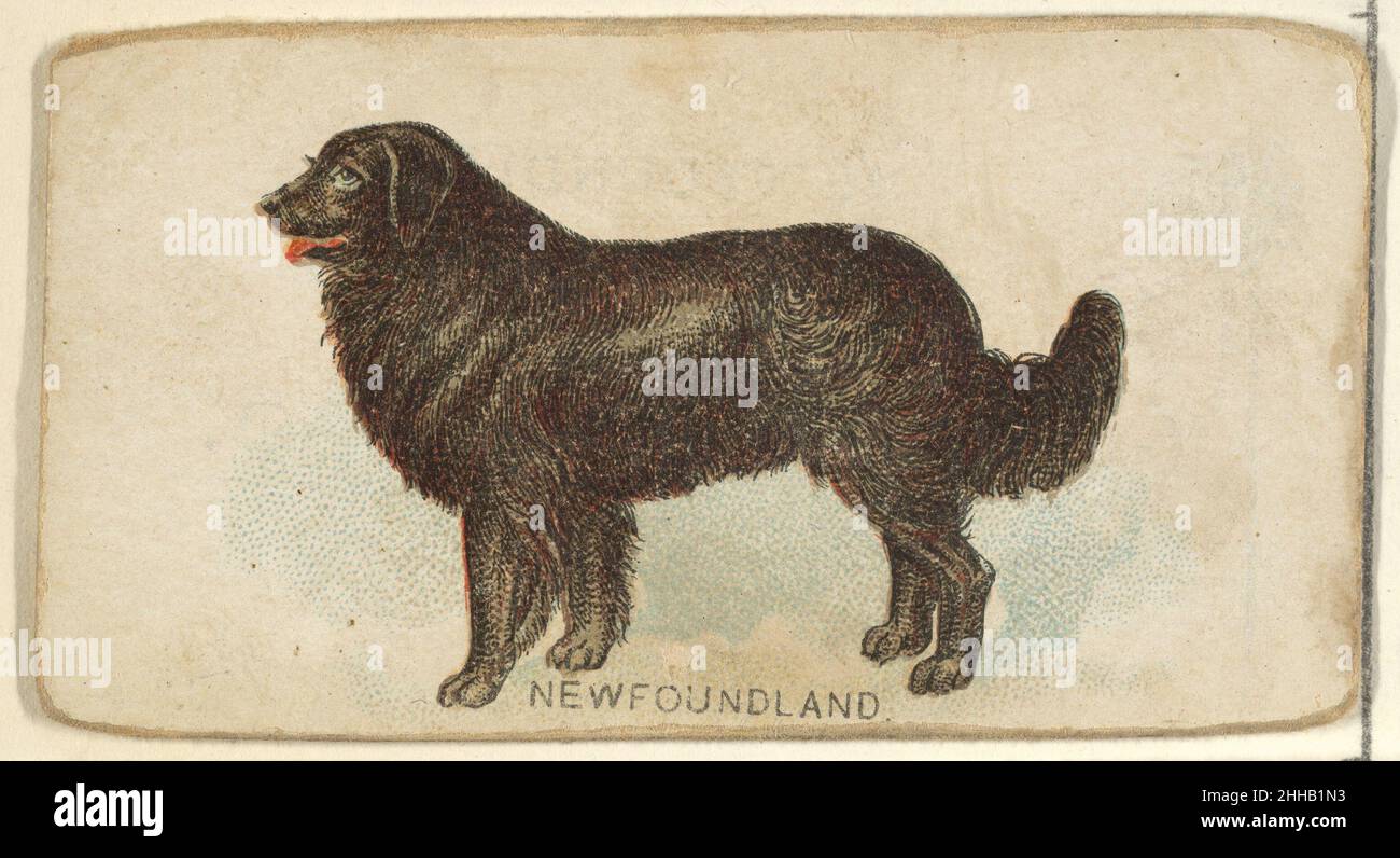 Newfoundland, from the Dogs of the World series for Old Judge Cigarettes 1890 Issued by Goodwin & Company The 'Dogs of the World' series of trading cards (N163) was issued by Goodwin & Company in 1890 to promote Old Judge Cigarettes. The series of 50 cards depicts dogs of various breeds. The Metropolitan Museum of Art owns 23 of the series' 50 cards.. Newfoundland, from the Dogs of the World series for Old Judge Cigarettes  405138 Stock Photo