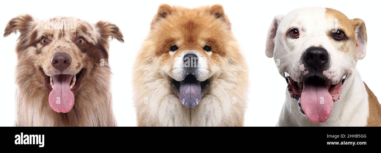 Group of beautiful dogs in front of a white background Stock Photo - Alamy