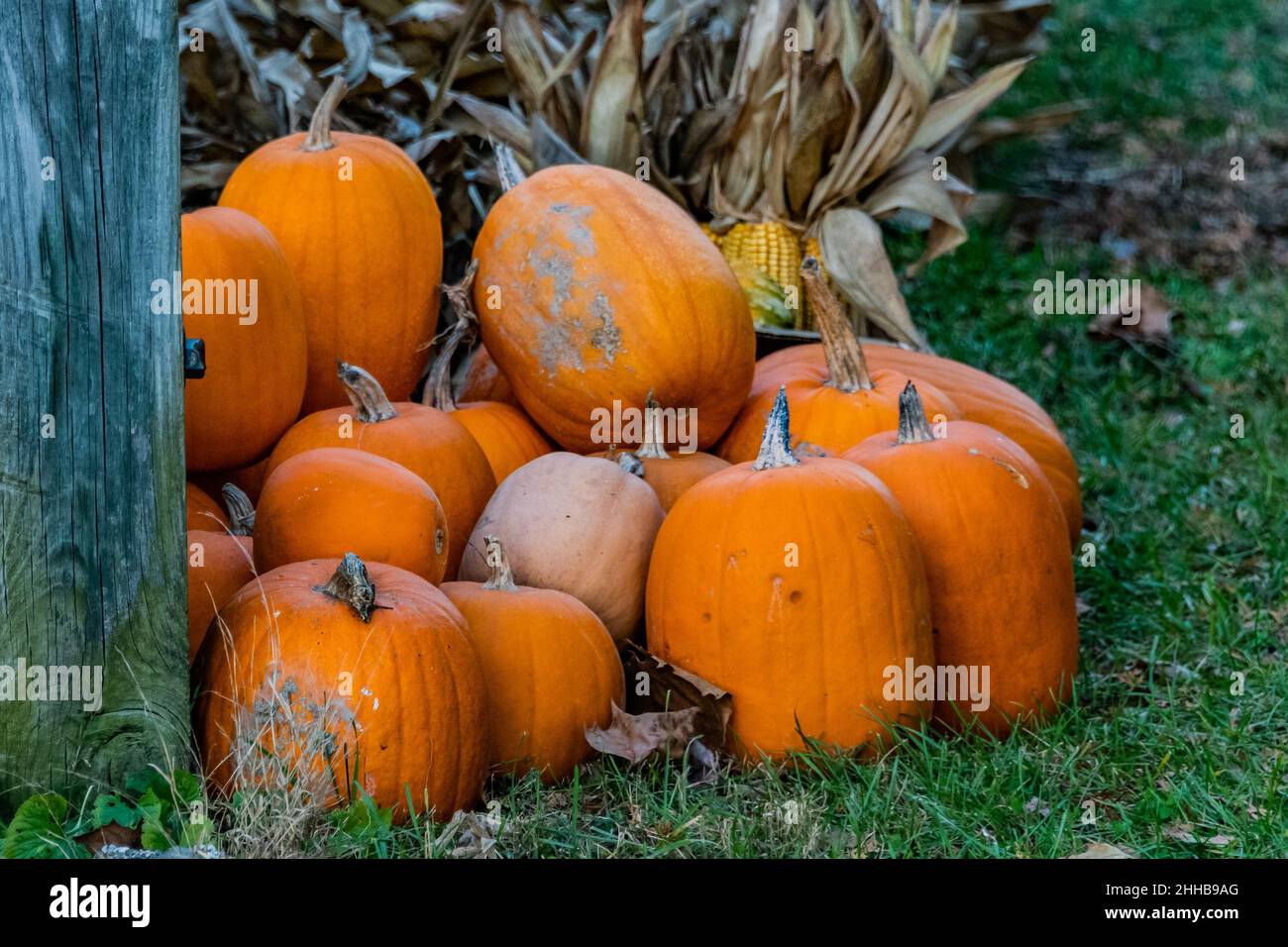 Autumn Pumpkins and Corn, Heritage Rail Trail County Park, Seven