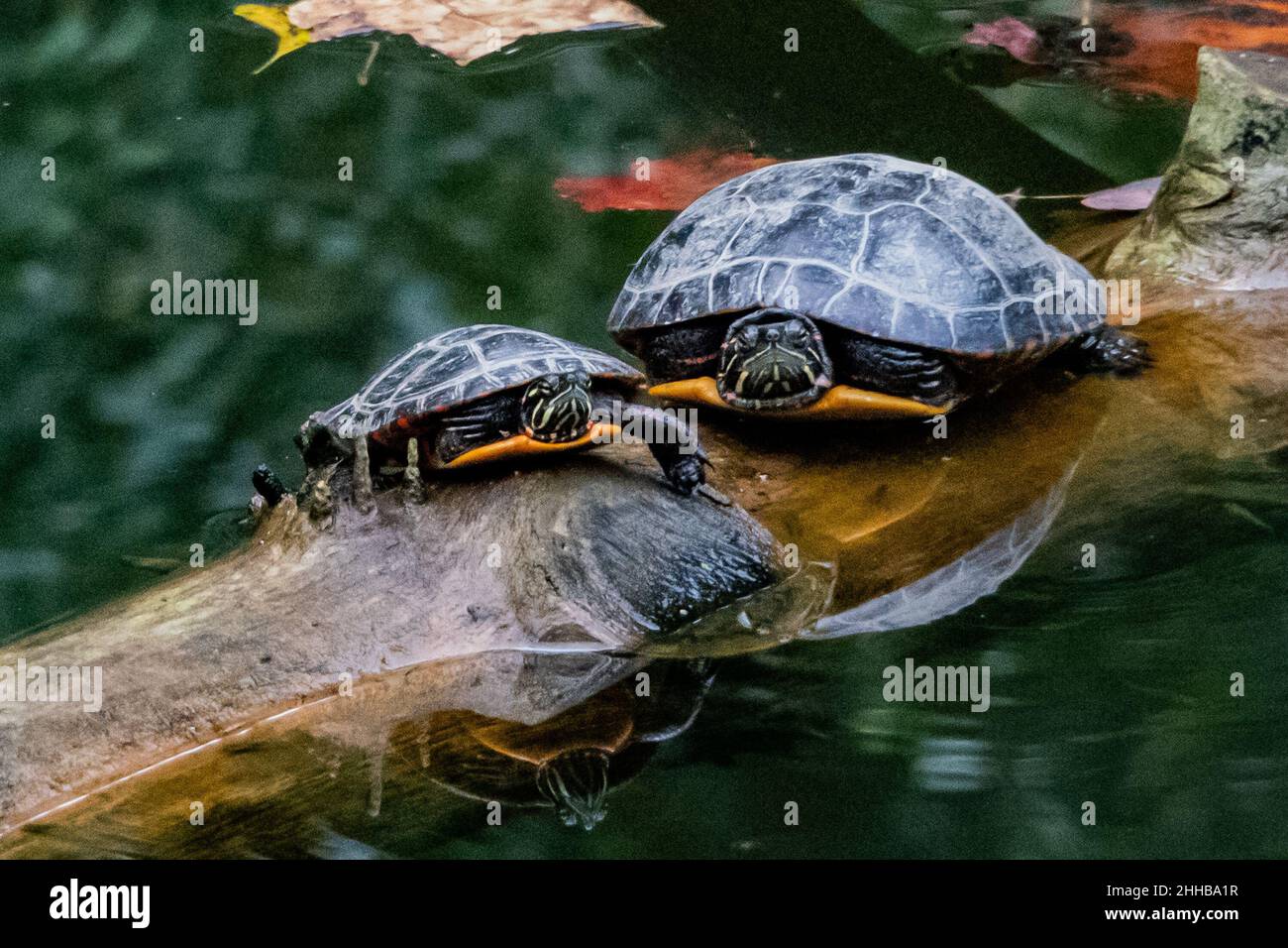 Falling Leaves and Turtles, Richard M Nixon County Park, York County, Pennsylvania, USA Stock Photo