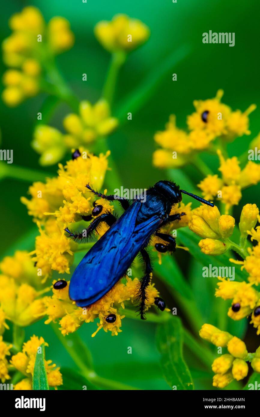 Membrane winged insect hi-res stock photography and images - Alamy