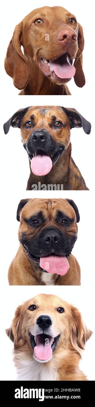 Group of beautiful dogs in front of a white background Stock Photo - Alamy