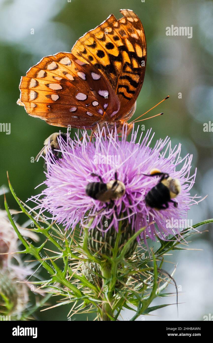 Butterfly and Bees on Thistle, Shenandoah National Park, Virginia, USA Stock Photo