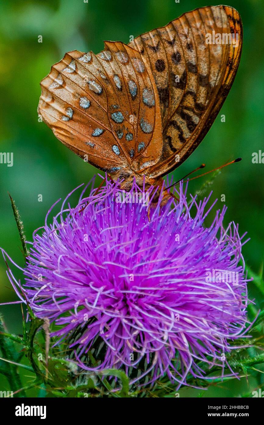 Great Spangled Fritillary Butterfly, Shenandoah National Park, Virginia, USA Stock Photo