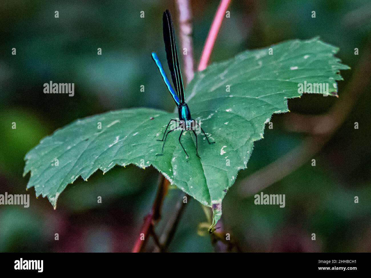 Ebony Jewelwing Damselfly On A Leaf, Posing for the Camera Stock Photo