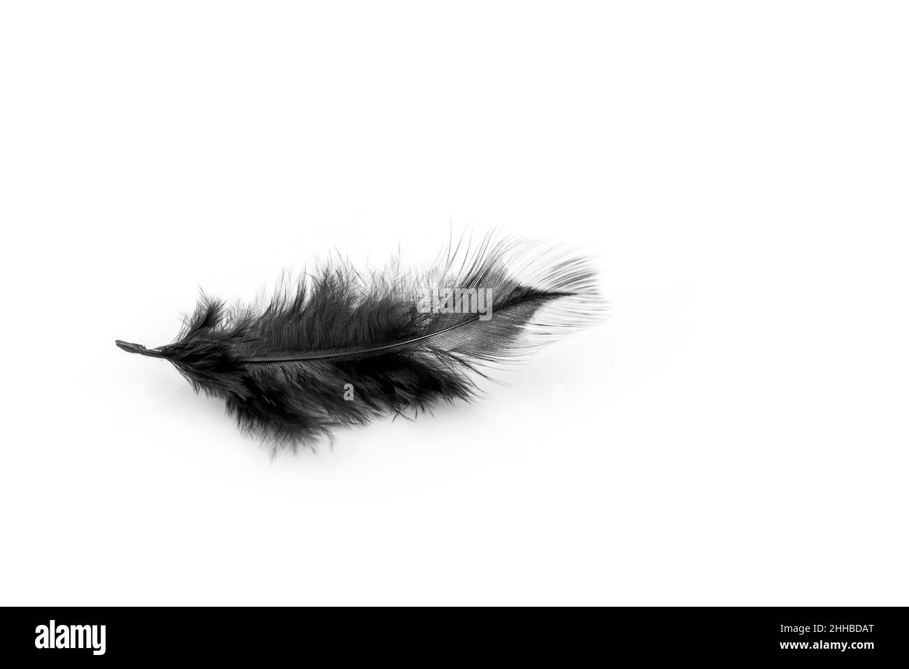 Soft black feather isolated on white background Stock Photo