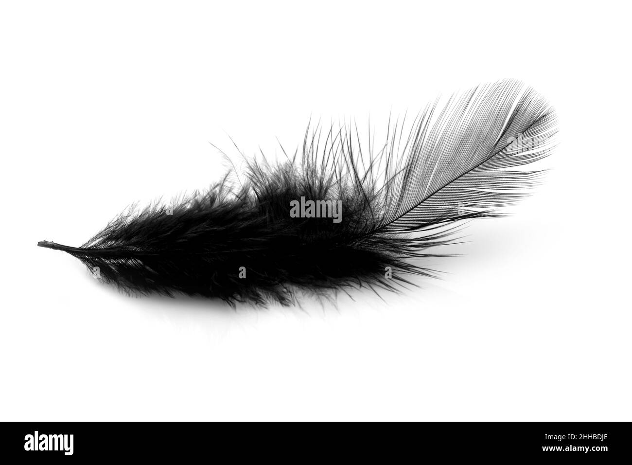Soft black feather isolated on white background Stock Photo