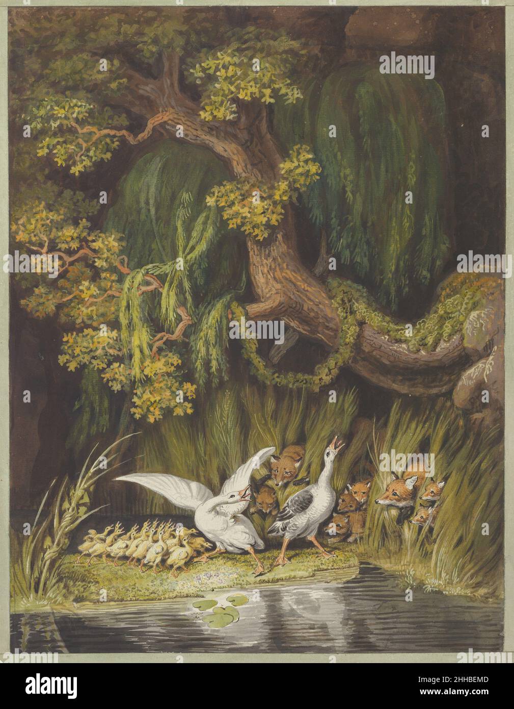 A Goose and a Gander with their Goslings Honking in Alarm as Two Foxes with their Cubs Emerge from the Rushes mid-18th–early 19th century Johann Heinrich Wilhelm Tischbein German Impending violence contrasts with a lushly serene natural setting in this highly finished drawing of foxes threatening a family of geese. The image derives either from 'Gänsegeschichten' (The Legend of the Geese), a fable the artist wrote around 1803, or from Goethe's more famous 'Reineke Fuchs.' Intended as a satirical commentary upon human folly, the work demonstrates how the close literary friendship established be Stock Photo