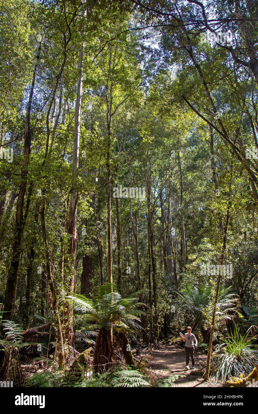 Woman on the Tall Trees Walk in Mt Field National Park Stock Photo Alamy