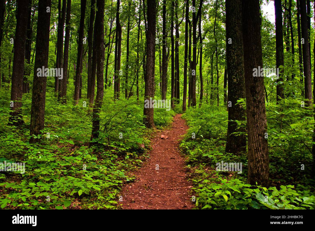 Photo of hiking trail through Low Gap, Shenandoah National Park, Virginia, USA Stock Photo