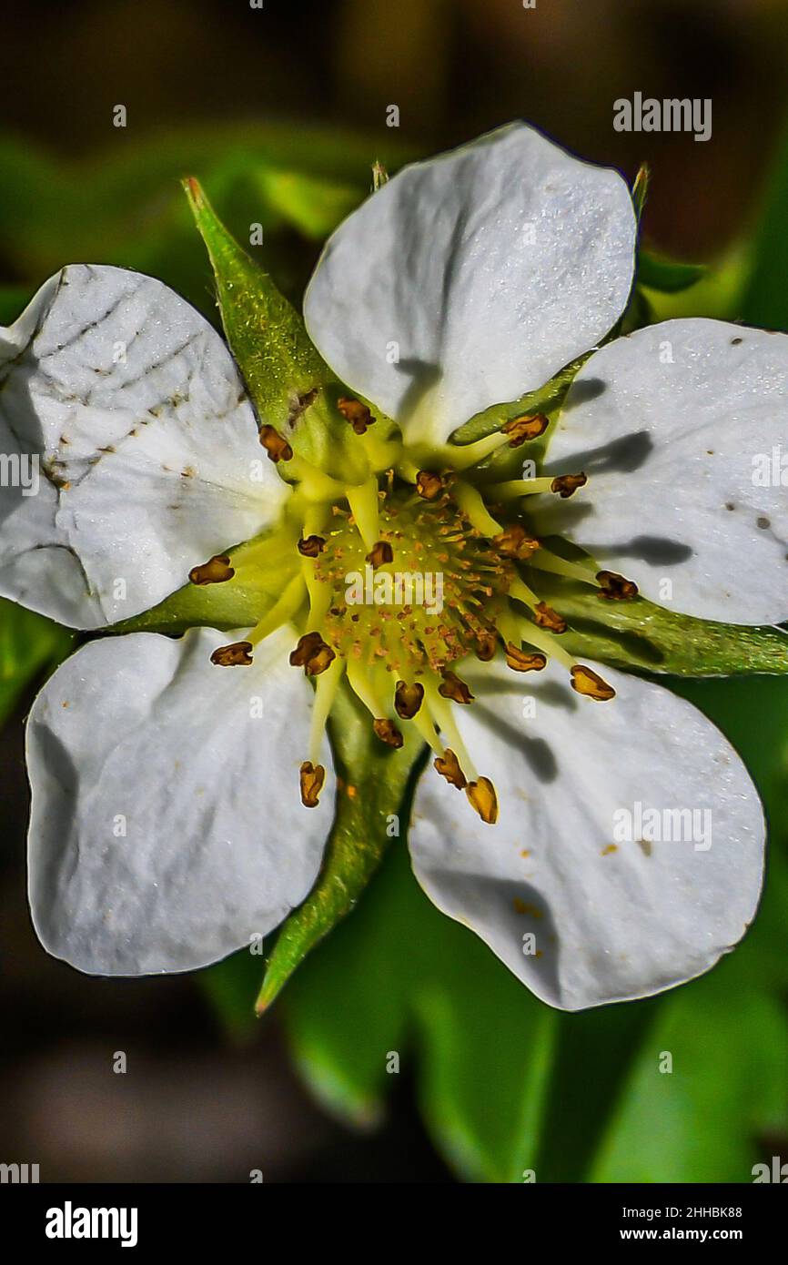 Photo of Wild Strawberry Flower Stock Photo - Alamy
